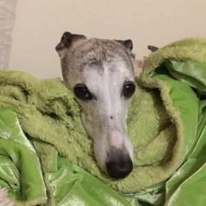 Meet your Posher, Rachel